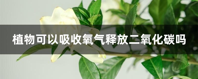 植物可以吸收氧气释放二氧化碳吗