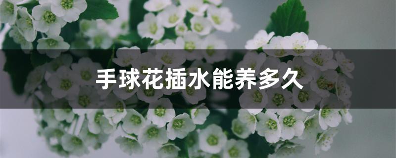 手球花插水能养多久