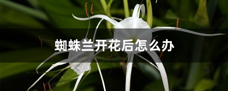 蜘蛛兰开花后怎么办