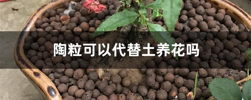 陶粒可以代替土养花吗