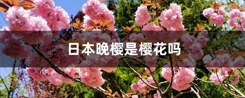 日本晚樱是樱花吗