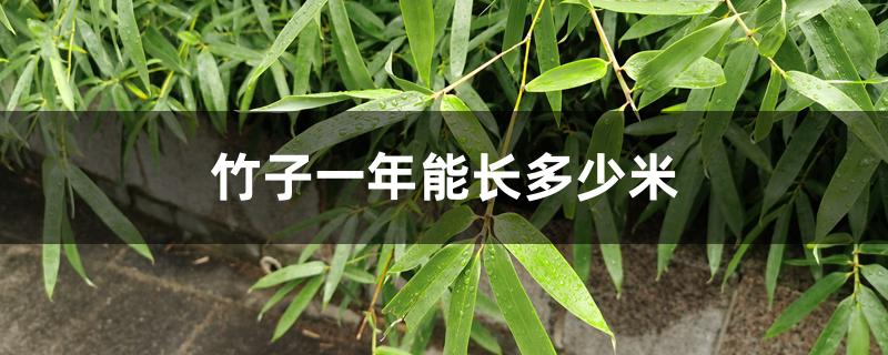 竹子一年能长多少米