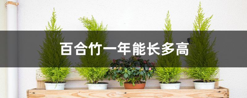百合竹一年能长多高