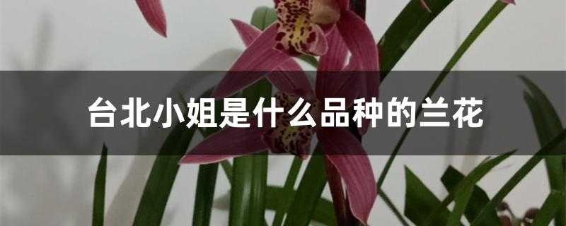 台北小姐是什么品种的兰花