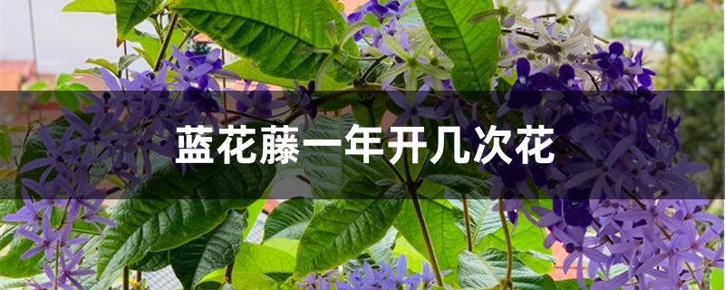 蓝花藤一年开几次花