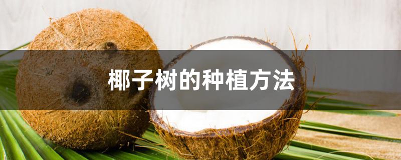 椰子树的种植方法