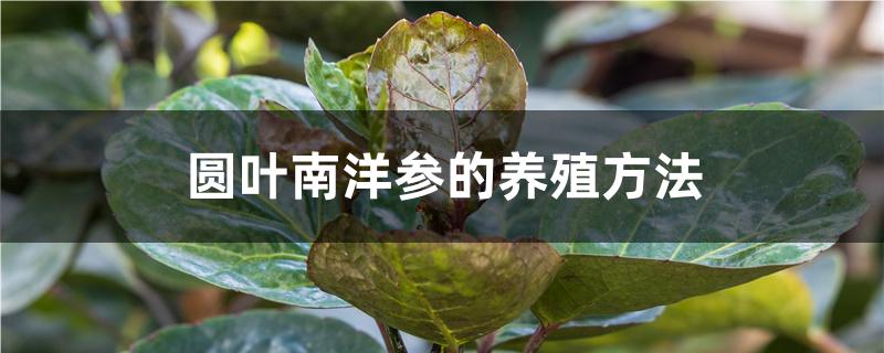 圆叶南洋参的养殖方法