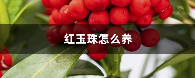 红玉珠怎么养