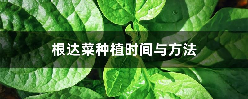 根达菜种植时间与方法