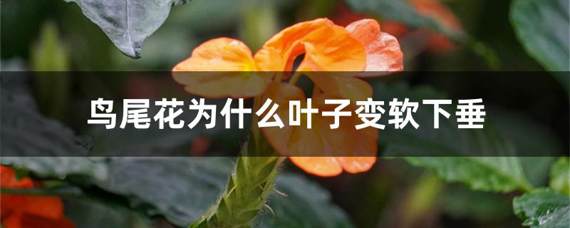 鸟尾花为什么叶子变软下垂