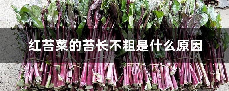 红苔菜的苔长不粗是什么原因