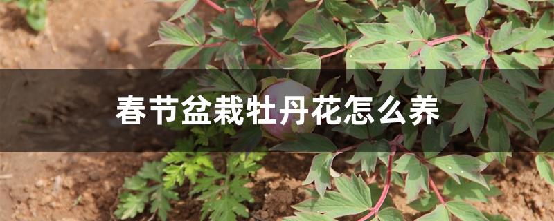 春节盆栽牡丹花怎么养