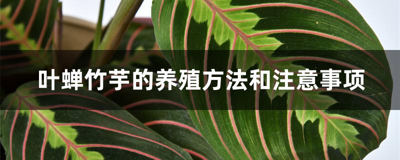 叶蝉竹芋的养殖方法和注意事项