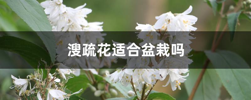 溲疏花适合盆栽吗