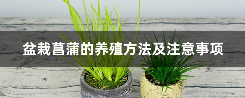 盆栽菖蒲的养殖方法及注意事项