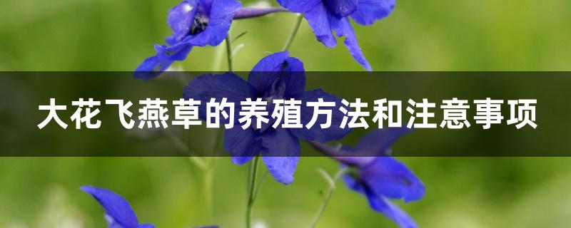 大花飞燕草的养殖方法和注意事项