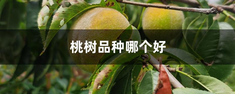 桃树品种哪个好