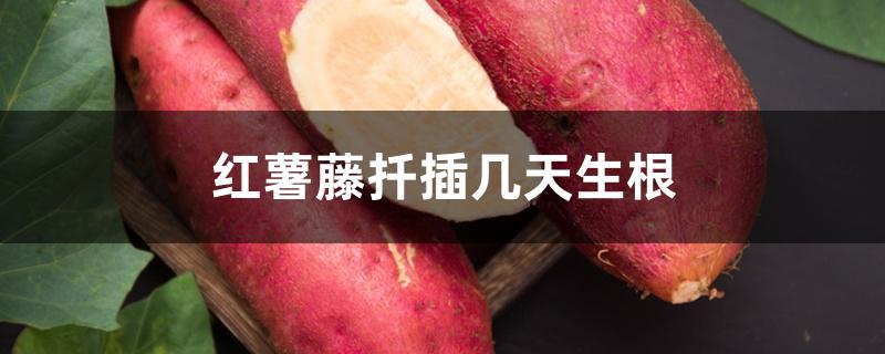 红薯藤扦插几天生根
