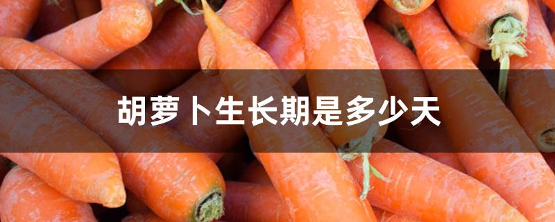 胡萝卜生长期是多少天