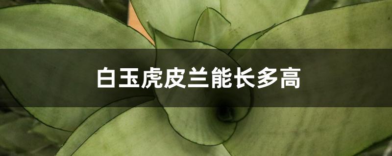 白玉虎皮兰能长多高