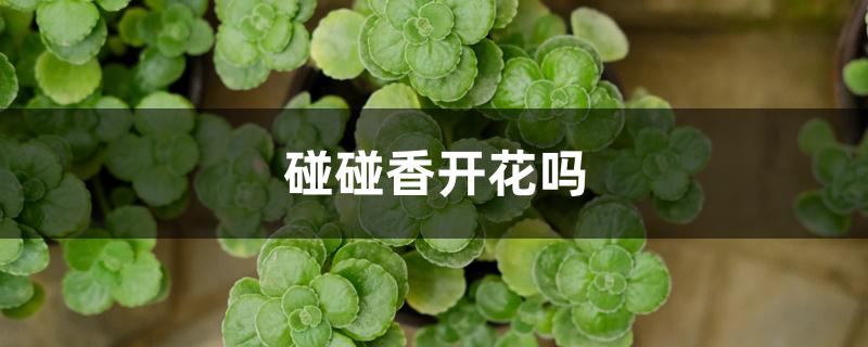 碰碰香开花吗