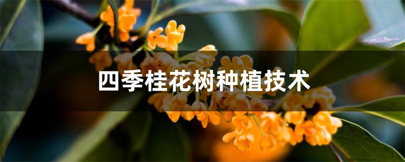 四季桂花树种植技术