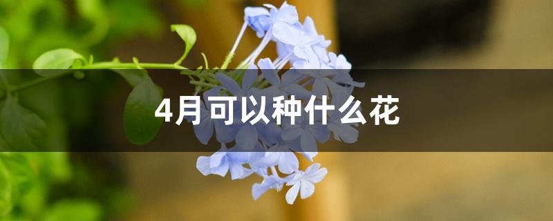 4月可以种什么花