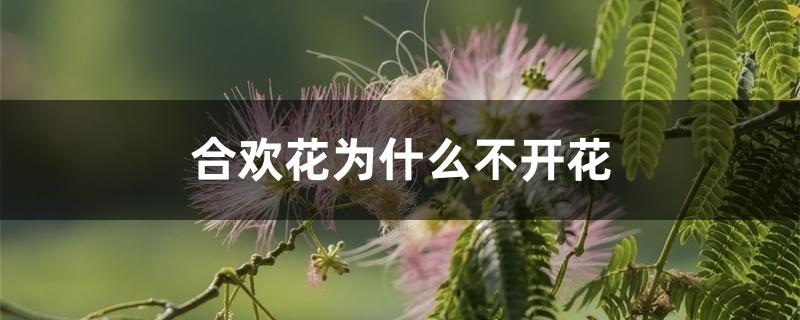 合欢花为什么不开花