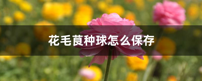 花毛茛种球怎么保存