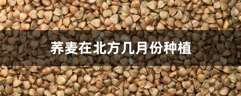 荞麦在北方几月份种植 荞麦在北方几月份种植
