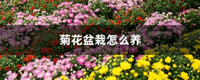 菊花盆栽怎么养