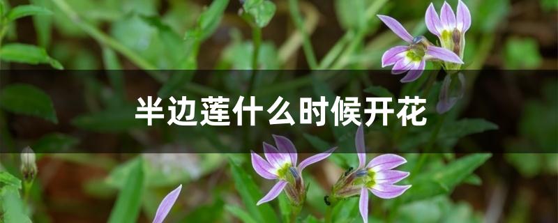 半边莲什么时候开花