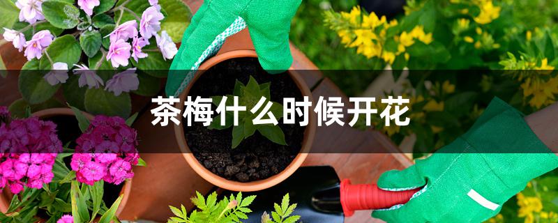 茶梅什么时候开花