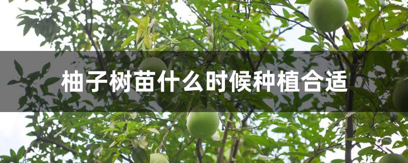 柚子树苗什么时候种植合适