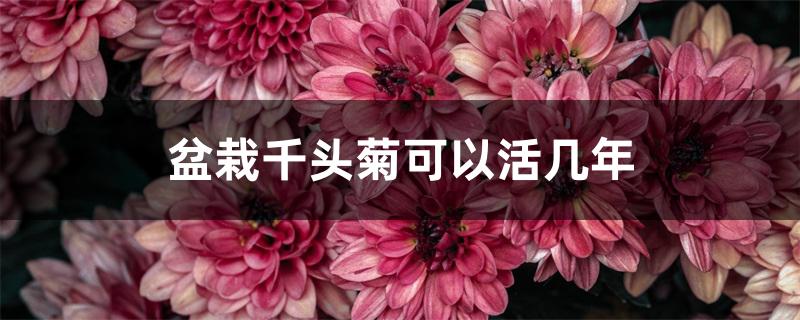 盆栽千头菊可以活几年