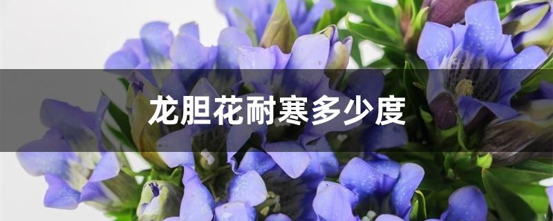 龙胆花耐寒多少度