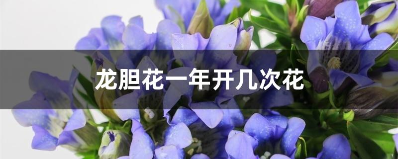 龙胆花一年开几次花