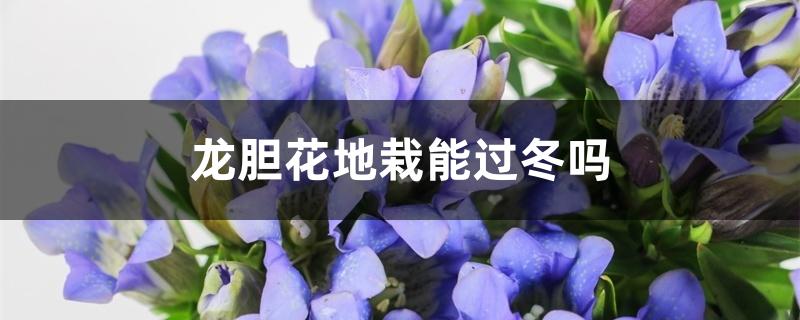 龙胆花地栽能过冬吗