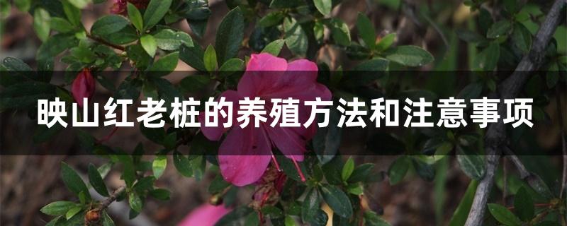 映山红老桩的养殖方法和注意事项