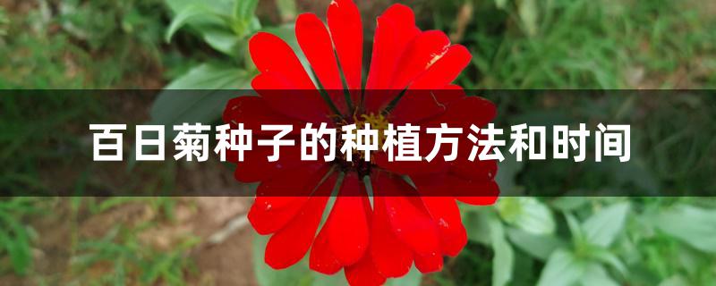 百日菊种子的种植方法和时间