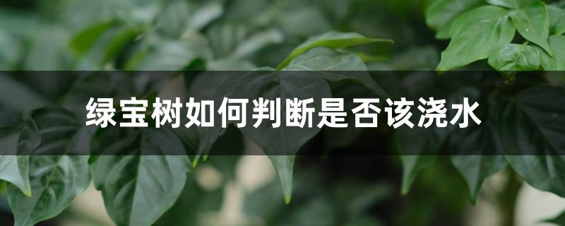 绿宝树如何判断是否该浇水