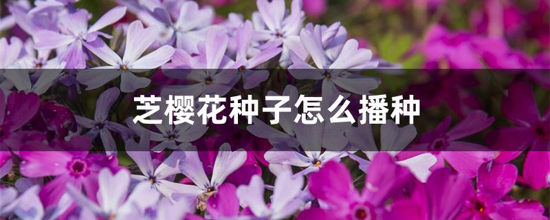 芝樱花种子怎么播种