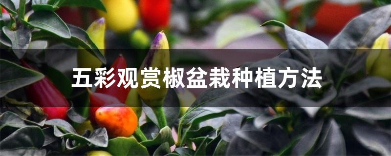五彩观赏椒盆栽种植方法