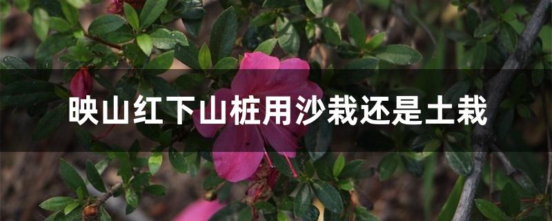 映山红下山桩用沙栽还是土栽