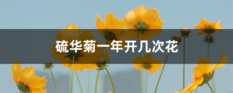 硫华菊一年开几次花