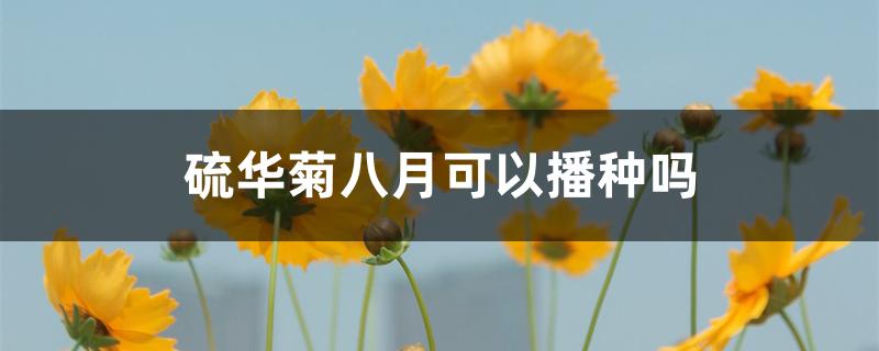 硫华菊八月可以播种吗