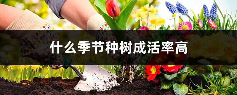 什么季节种树成活率高