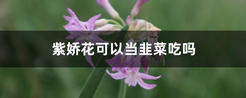 紫娇花可以当韭菜吃吗