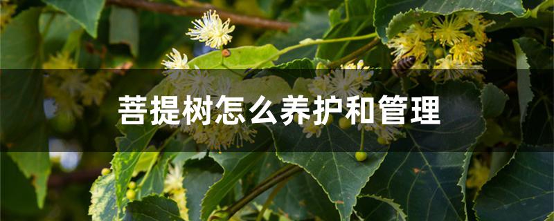 菩提树怎么养护和管理