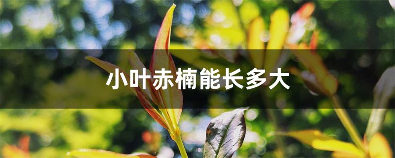 小叶赤楠能长多大